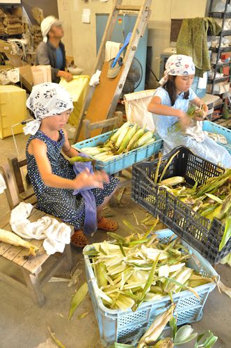 もちとうもろこし出荷最盛期