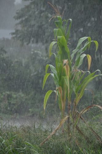 気まぐれな雨