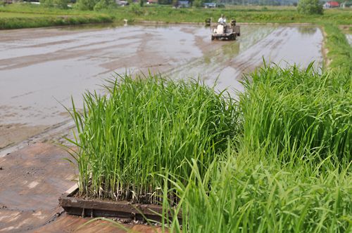 田植え始めました