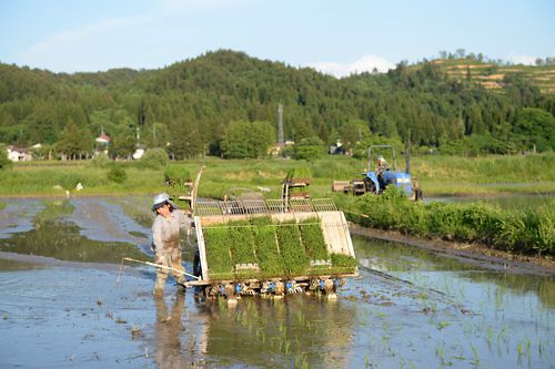 田植のこと