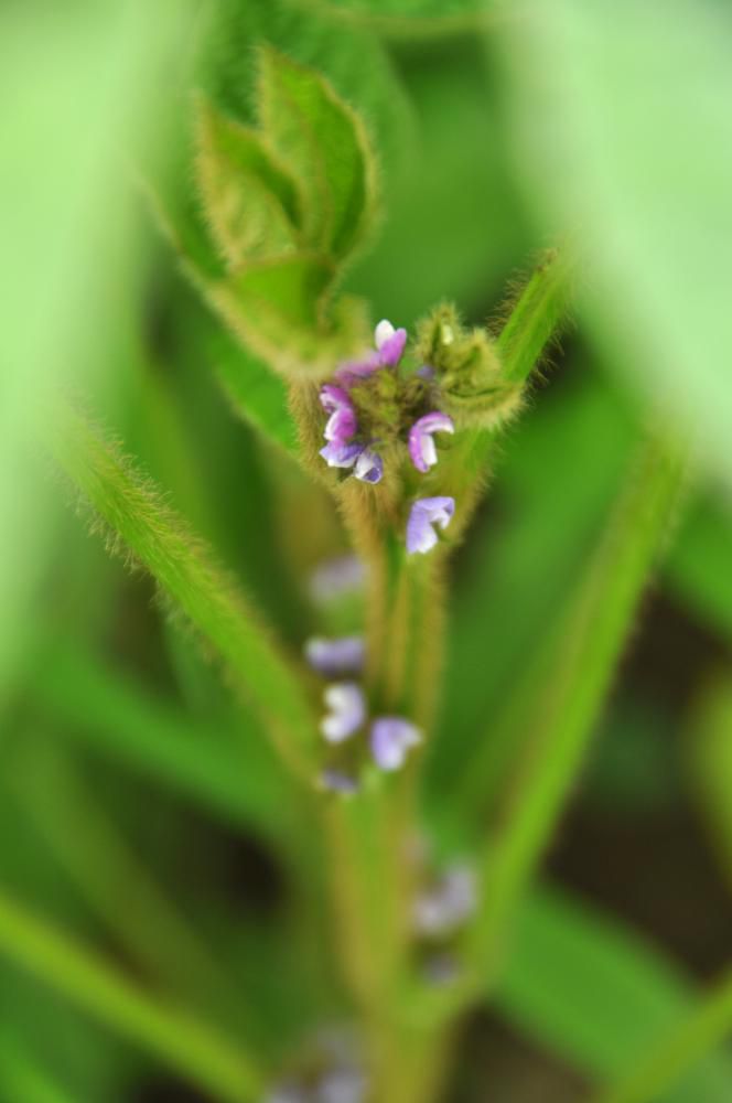 毛豆枝豆の花