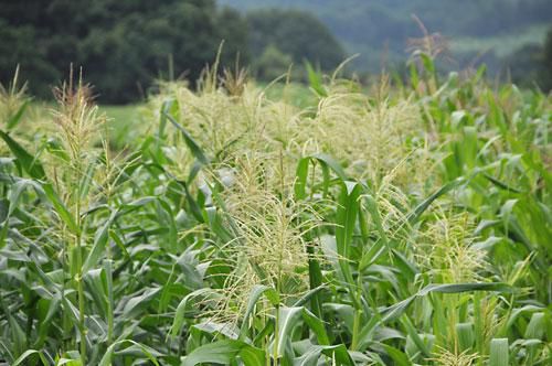 もちとうもろこし開花