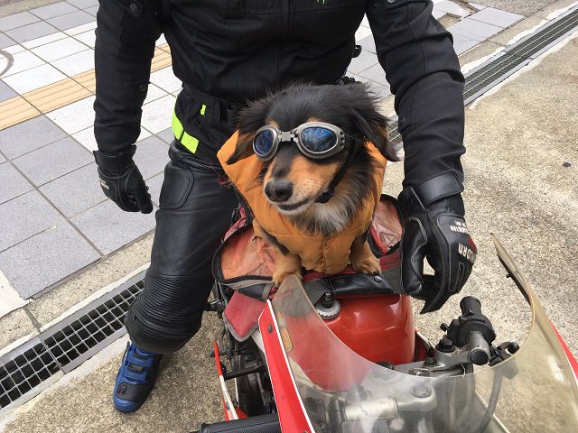 バイクが大好き