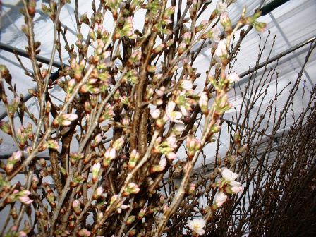 〔平成20年の情報〕ついに開花!!啓翁桜