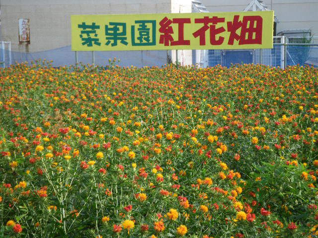 菜果園の紅花畑が満開です！